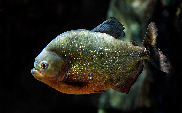Piranha