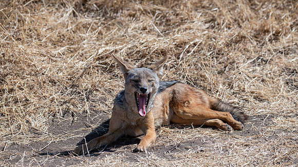 Jackal