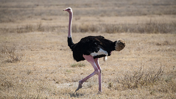 Ostrich