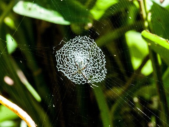 White form Argiope spider