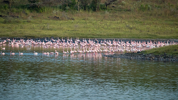 flamingos