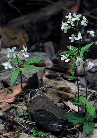 Toothwort