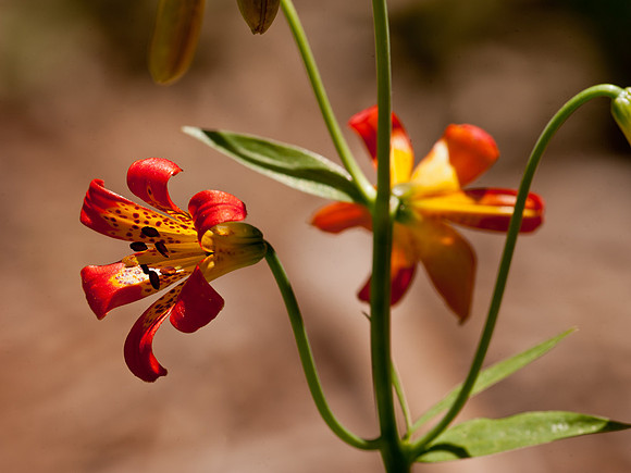Sierra Tiger lily
