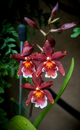 Longwood Gardens