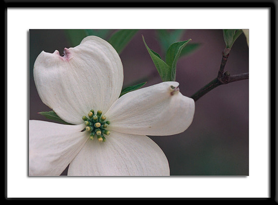 Dogwood Bloom