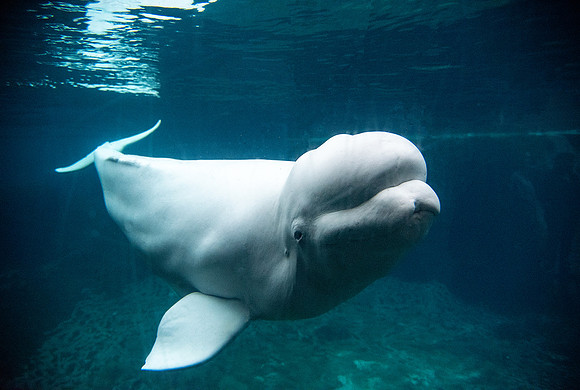 Beluga Whale
