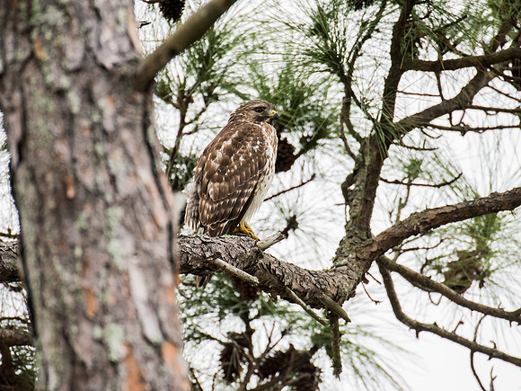 Red Shouldered Hawk