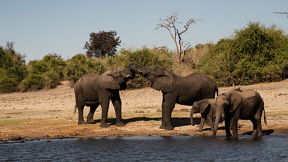 Elephant Family