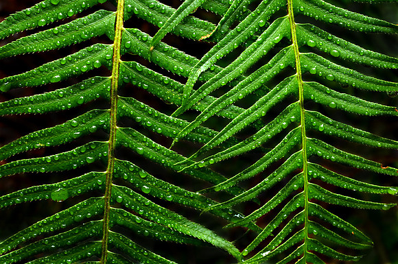 Western Sword fern with dew