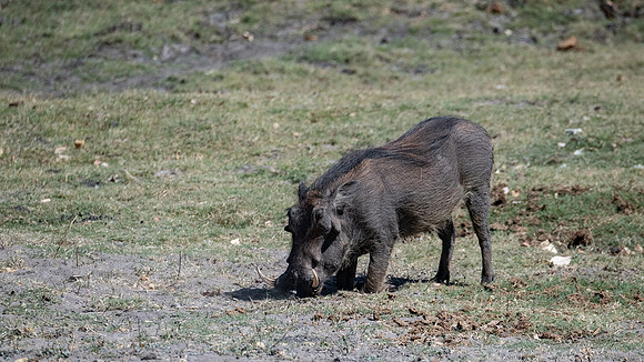 Warthog