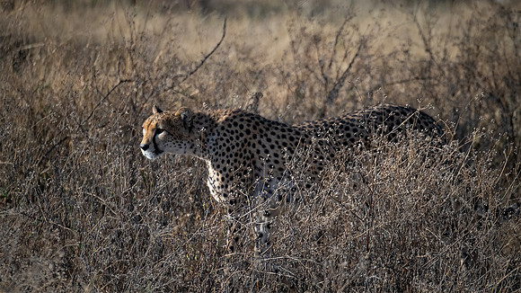 Female Cheetah