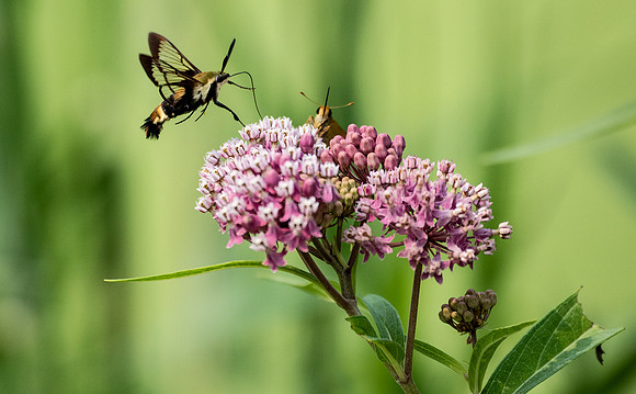 Hummingbird moth on milkweed