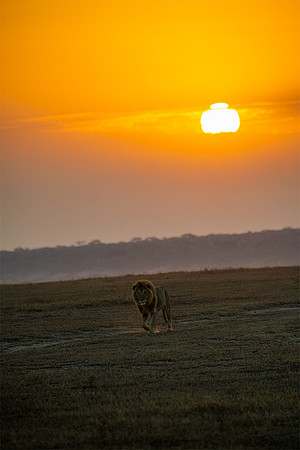 Male lion at dawn