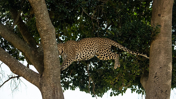 Leaping Leopard sequence 3/3
