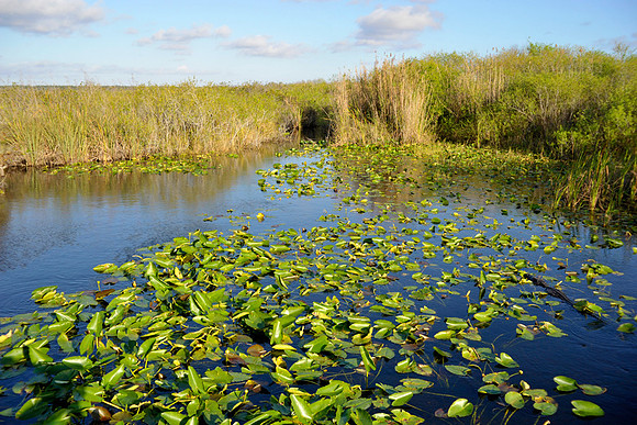 Everglades