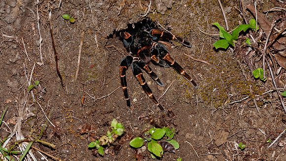 Pink Kneed Tarantula