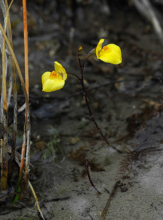Bladderwort