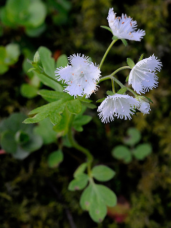 Fringed Phacelia