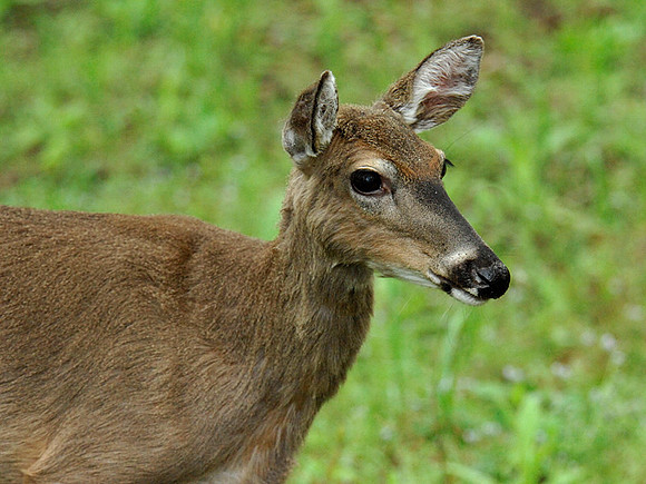 Deer