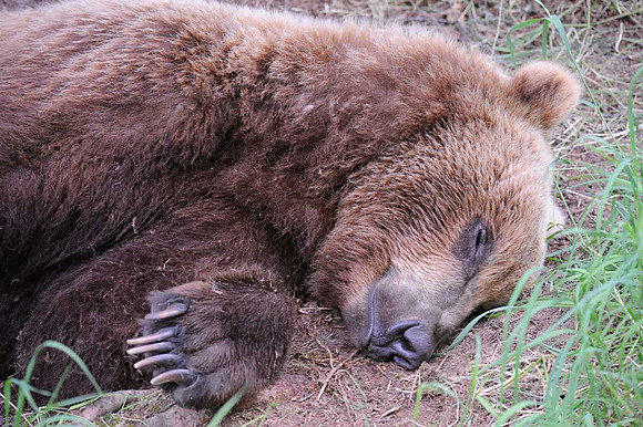 Sleeping Grizzly