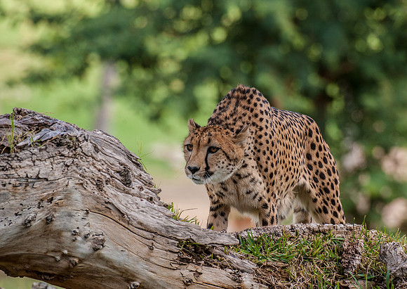 Cheetah