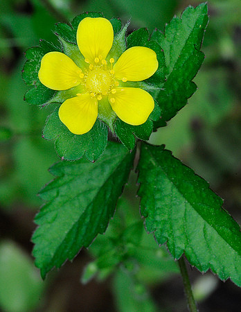 Cinquefoil