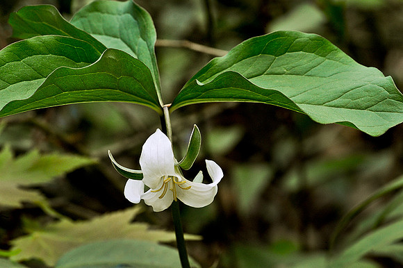Catesby's Trillium