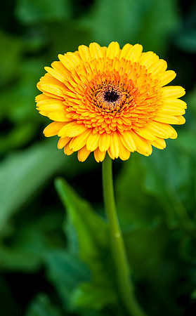 Longwood Gardens