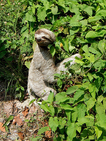 Three Toed Sloth