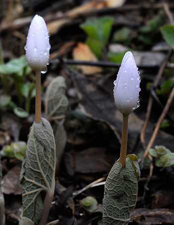 Bloodroot