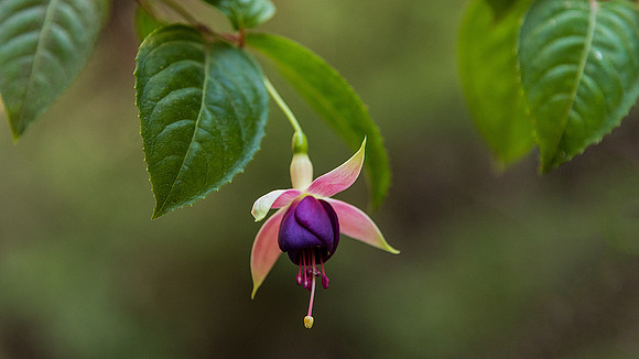 fuschia