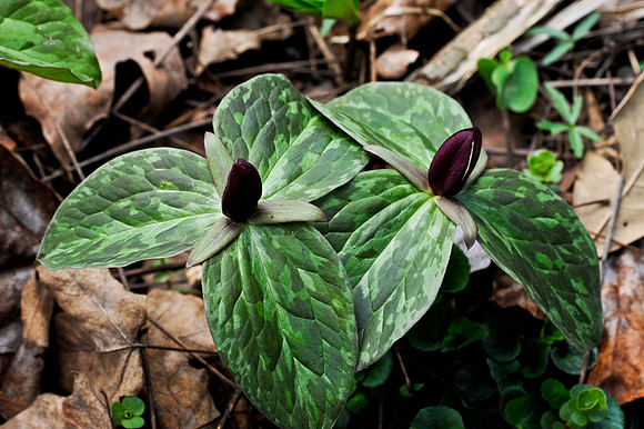 Sessile Trillium
