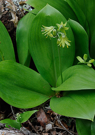 Yellow Clintonia