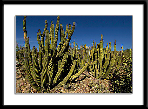 Organ Pipe Cactus