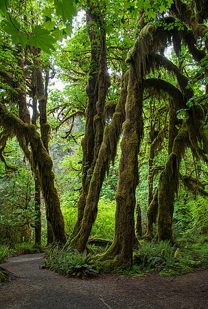 Hoh Rain Forest