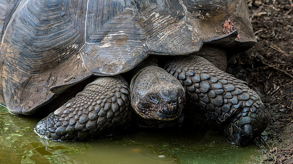 Giant Tortoise