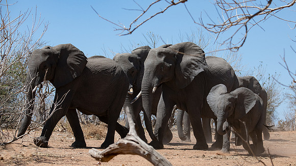 Elephant family