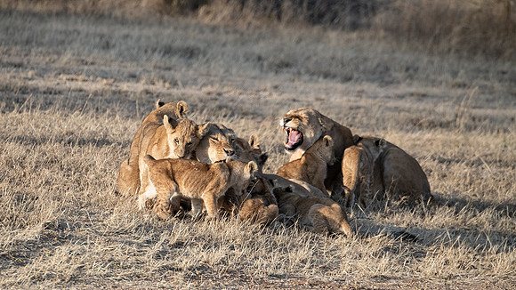 Lions with nursing cubs