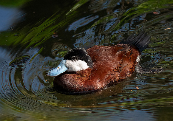Ruddy Duck