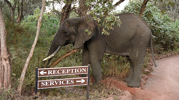 Elephant service