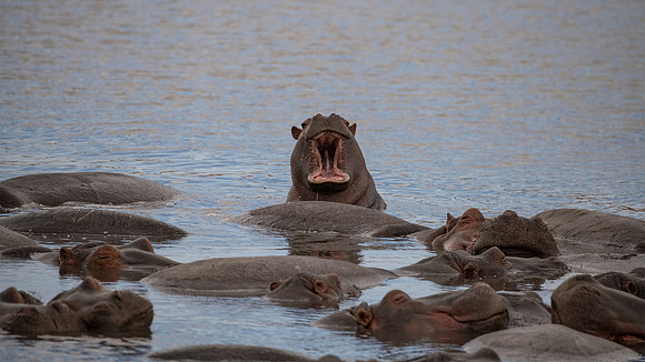 hippos