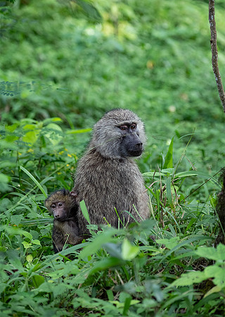 Baboons