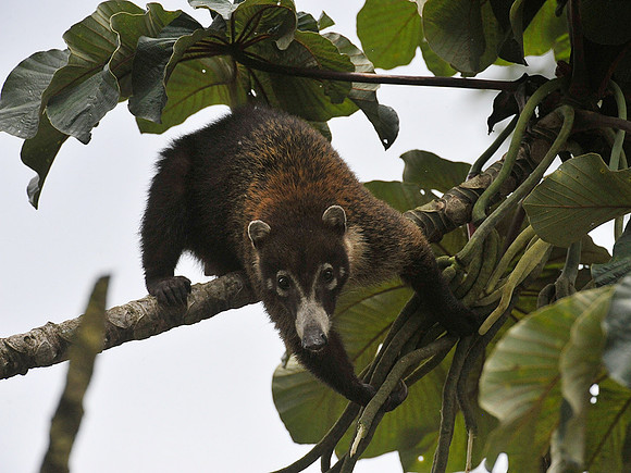 Coati