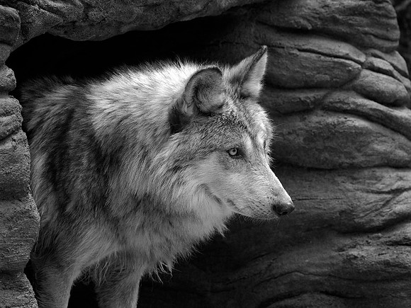 Wolf in black and white