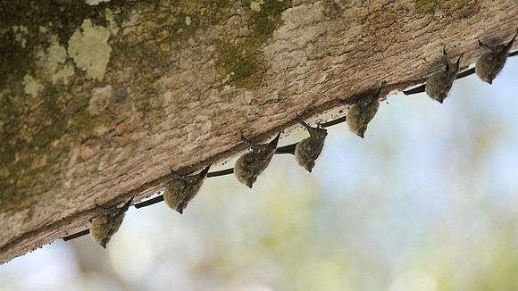 Proboscis Bats