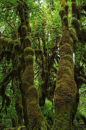 Hoh Rain Forest