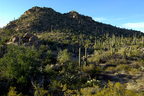 Saguaro cactus landscape