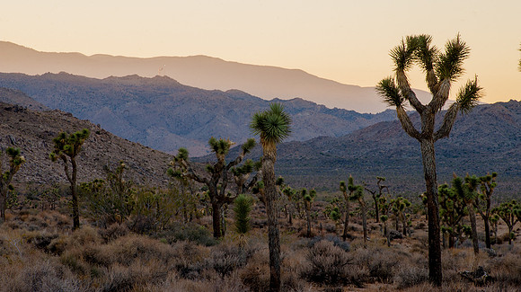 Joshua Tree National Park
