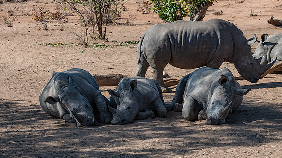 White Rhinos