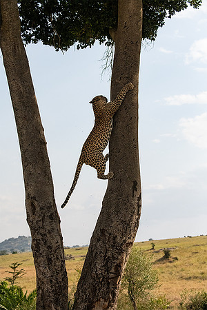 Leopard Climbing